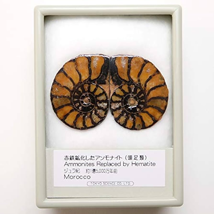 Amazon | SCIENCE 化石標本Ammonite Pair「赤鉄鉱化（ヘマタイト