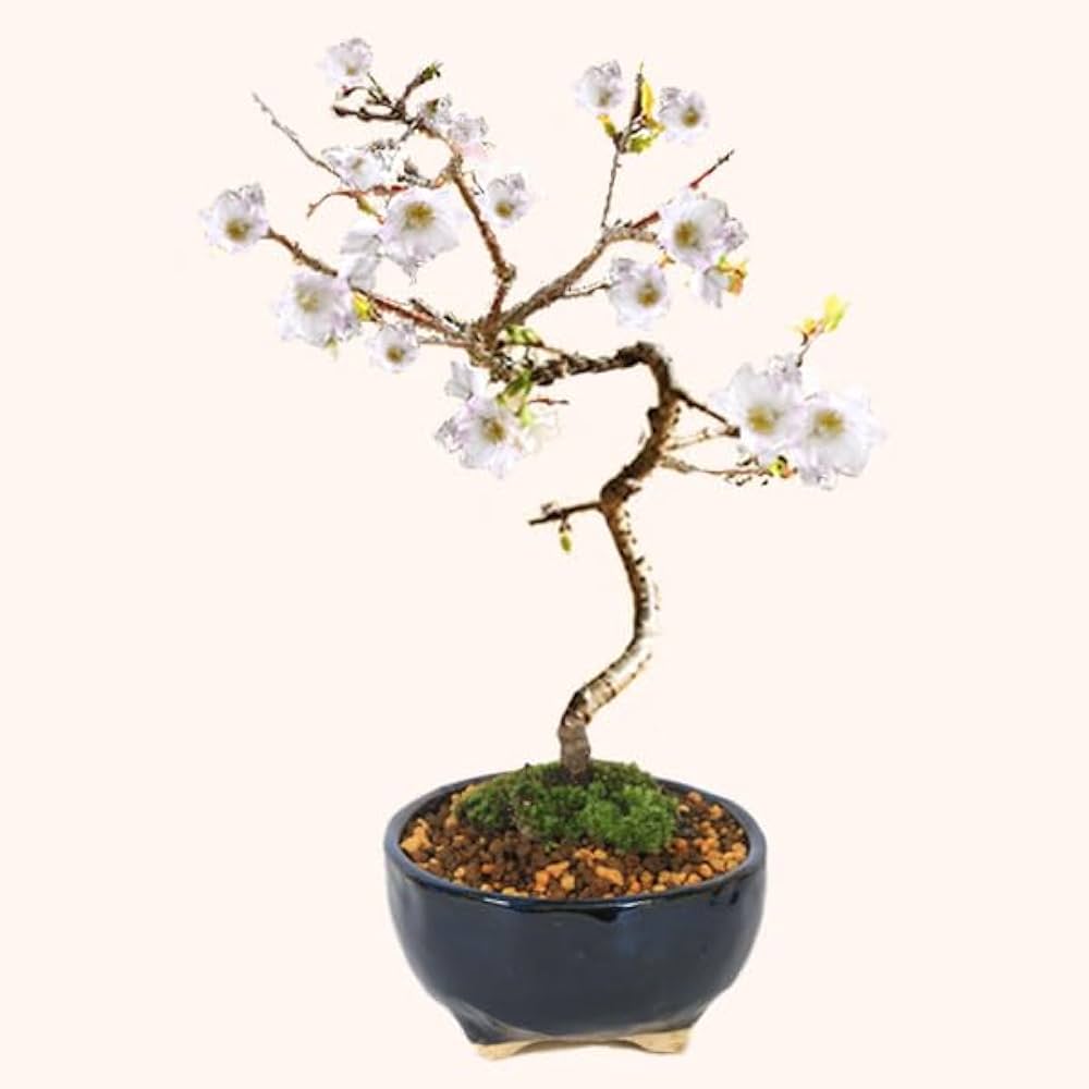 盆栽 大明萬暦年製 色絵雲龍鳳凰 鉢 中国鉢 盆栽小鉢 盆栽鉢 ミニ盆栽