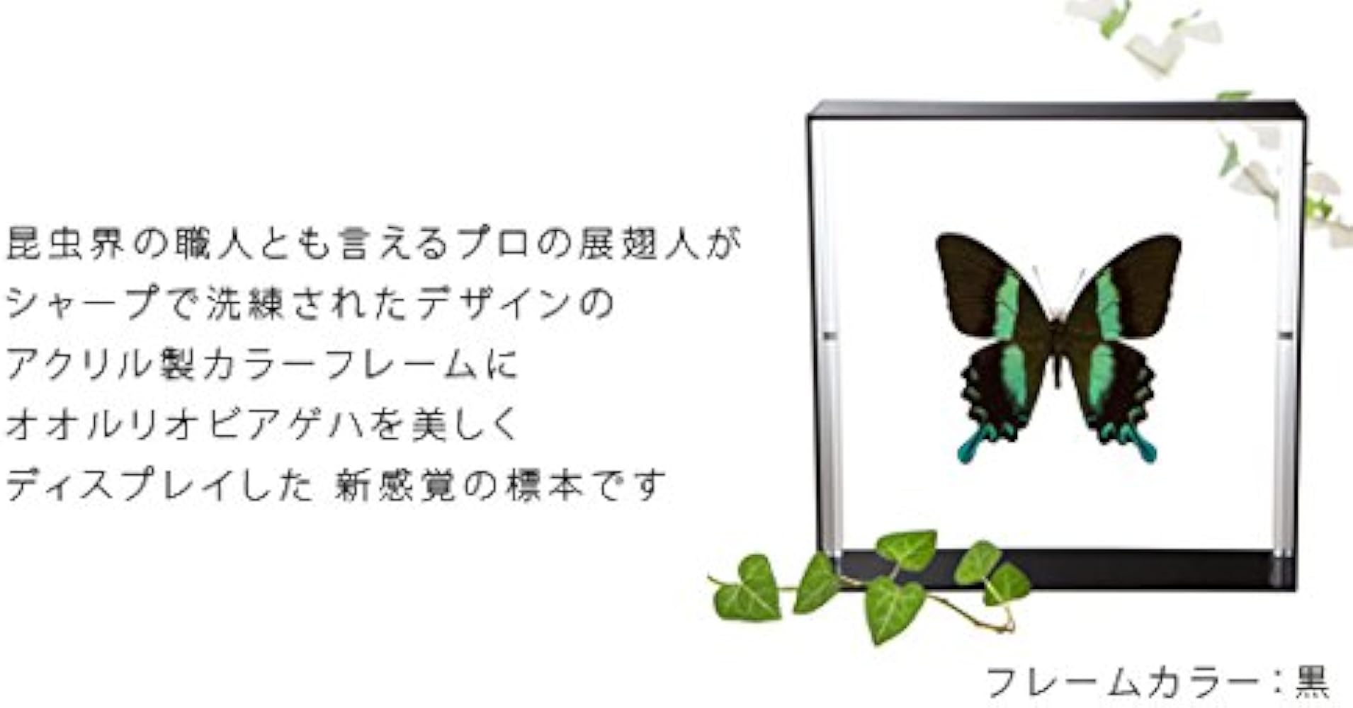 Amazon.co.jp: 蝶の標本 オオルリオビアゲハ P.blumei アゲハチョウ