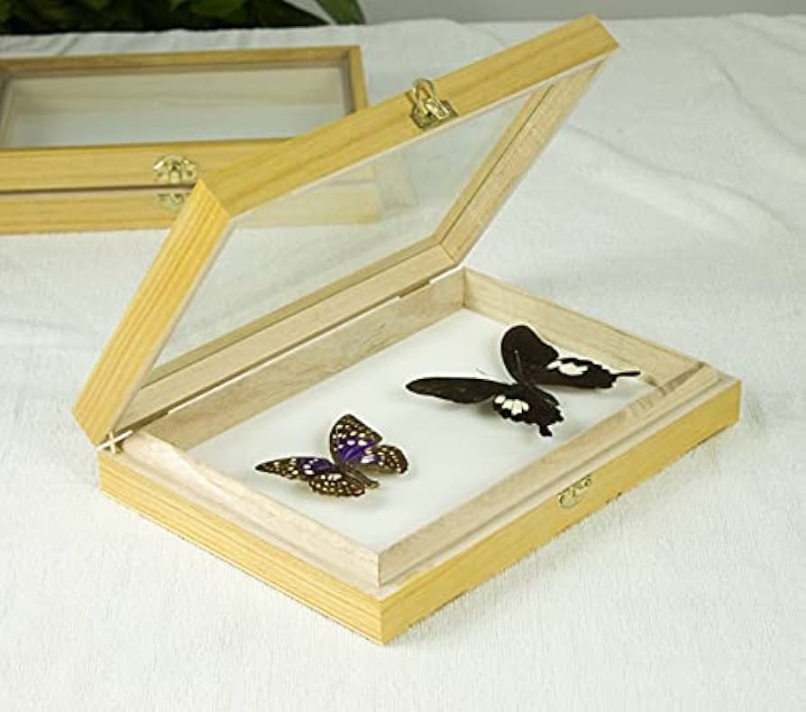 Amazon.co.jp: 標本箱無垢材透明昆虫植物蝶標本箱標本用品木箱ガラス面
