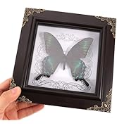 Amazon.co.jp: KESYOO 蝶の標本 フォトフレーム 標本展示枠 蝶
