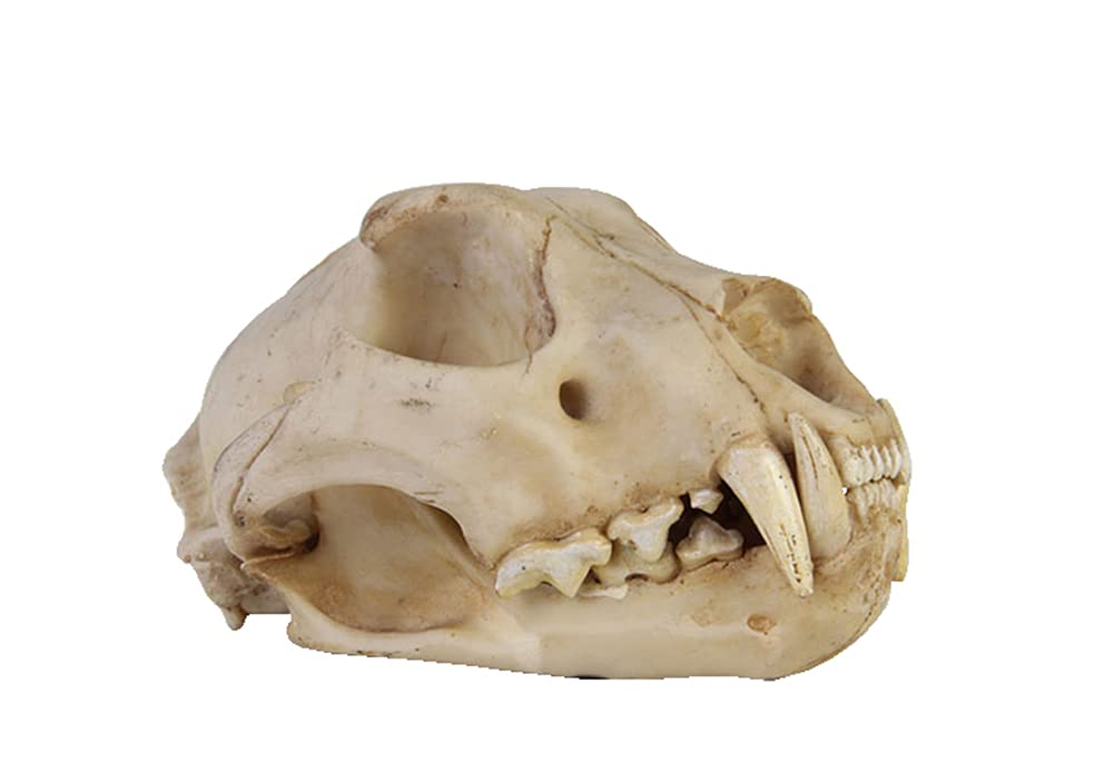 アンテロープ 頭骨 標本 インテリア装飾 アンテロープ 頭骨 標本