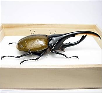Amazon.co.jp: 虫の標本 ヘラクレスオオカブト Dynastes hercules