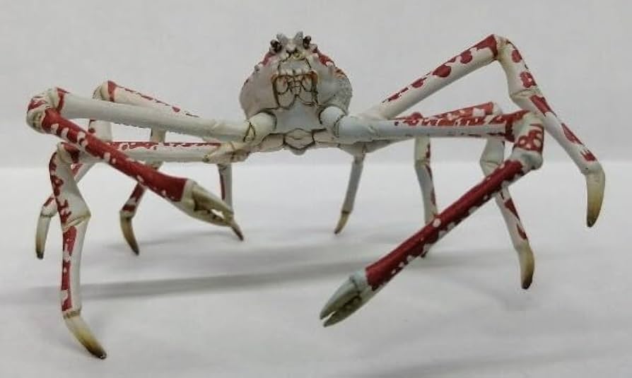 Amazon.co.jp: タカアシガニ 海遊館ミュージアム 海遊館 限定