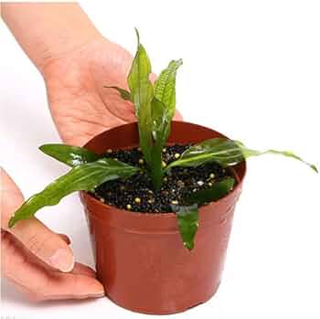 Amazon.co.jp: （水草）エキノドルス ホレマニーグリーン レッドエッジ