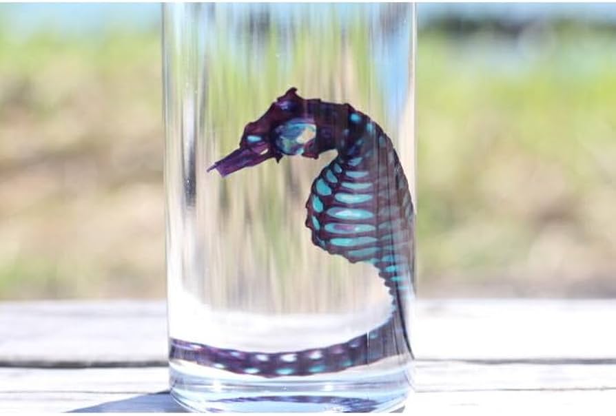 Amazon.co.jp: 【透明標本 タツノオトシゴ】 標本 研究 骨格 骨