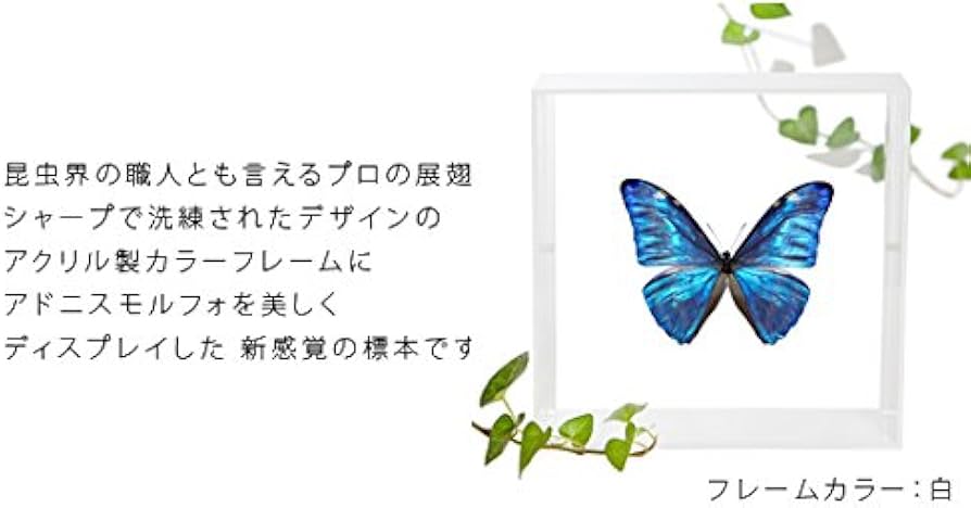 Amazon.co.jp: 蝶の標本 アドニスモルフォ Morpho adonis モルフォ
