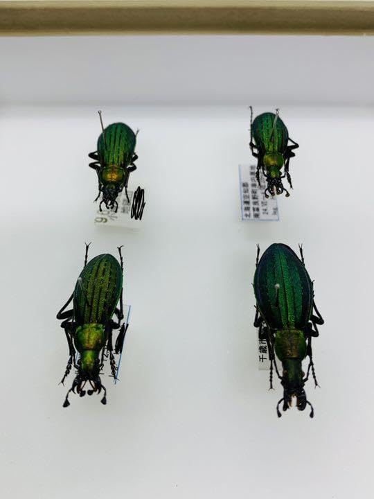 外国産オサムシ標本】ウスリーキンオサムシ/黒龍江省.伊春産/33mm 外