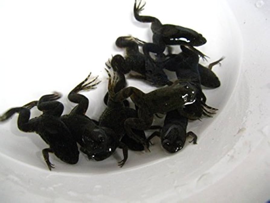 Amazon | エサ用 ツメガエル 30匹セット【生き餌】※死着補償有（地域