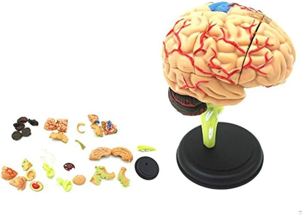 Amazon.co.jp: ShopXJ 脳 人体模型 立体 分解 可能 医療 取り外し 解剖