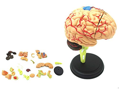 Amazon.co.jp: ShopXJ 脳 人体模型 立体 分解 可能 医療 取り外し 解剖