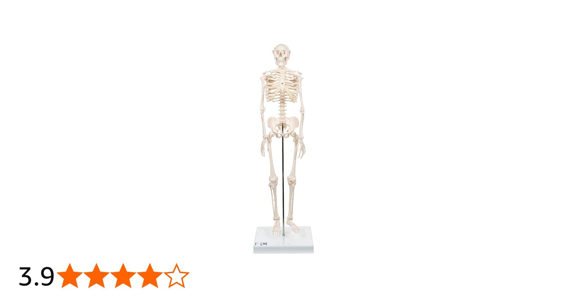 Amazon.co.jp: ミニ全身骨格模型 - ショーティー・1/2縮尺型全身骨格