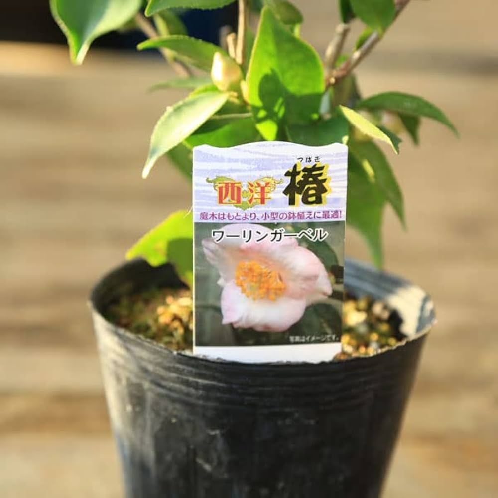 即購入可】青葉つむぎ まとめ売り 2026年最新】紬 まとめ売りの人気