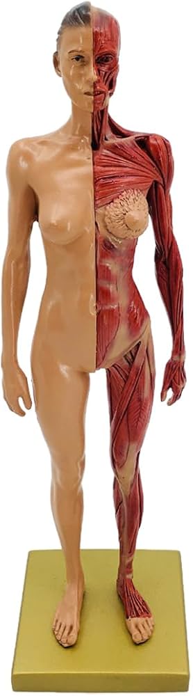 Amazon.co.jp: 人体モデル 男性 女性 人体模型 約30cm 人体筋肉模型