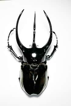 大型 良型 マキシカクワガタ♂野外標本 大型 良型 マキシカクワガタ