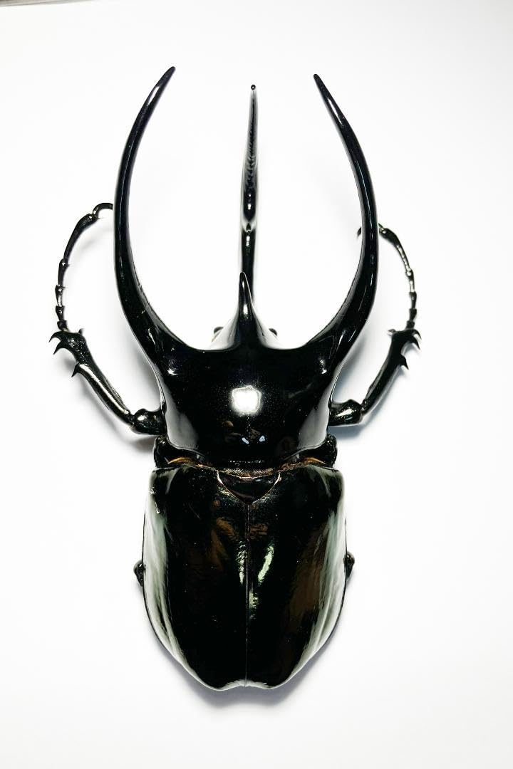 標本コーカサスオオカブト マレーシア産 極太 117.5ミリ 飼育品 <0824z