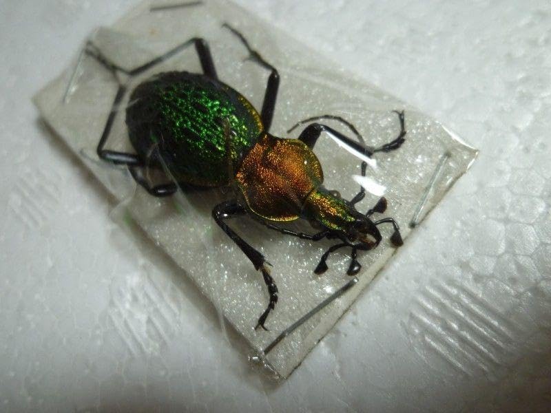 【29mm】コブスジキンイロオサムシ エリスカブリモドキ オサムシ標本 🇨🇳 China Fujian prov. Coptolabrus ignimetallus オオコブカブリ