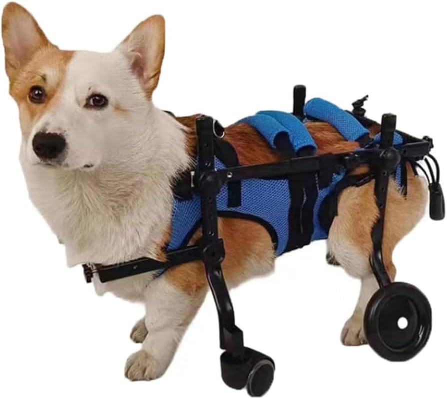柴犬4輪 リハビリ 食事補助 犬用車椅子 介護用 犬の歩行