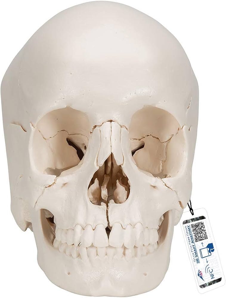 Amazon | 3B社 頭蓋骨模型 頭蓋骨22分解キットナチュラルカラー仕様