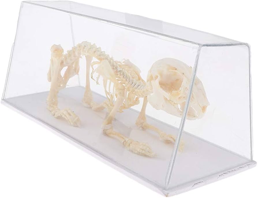 Amazon | DYNWAVE 動物骨格モデル ウサギの骨標本 子供 科学自然