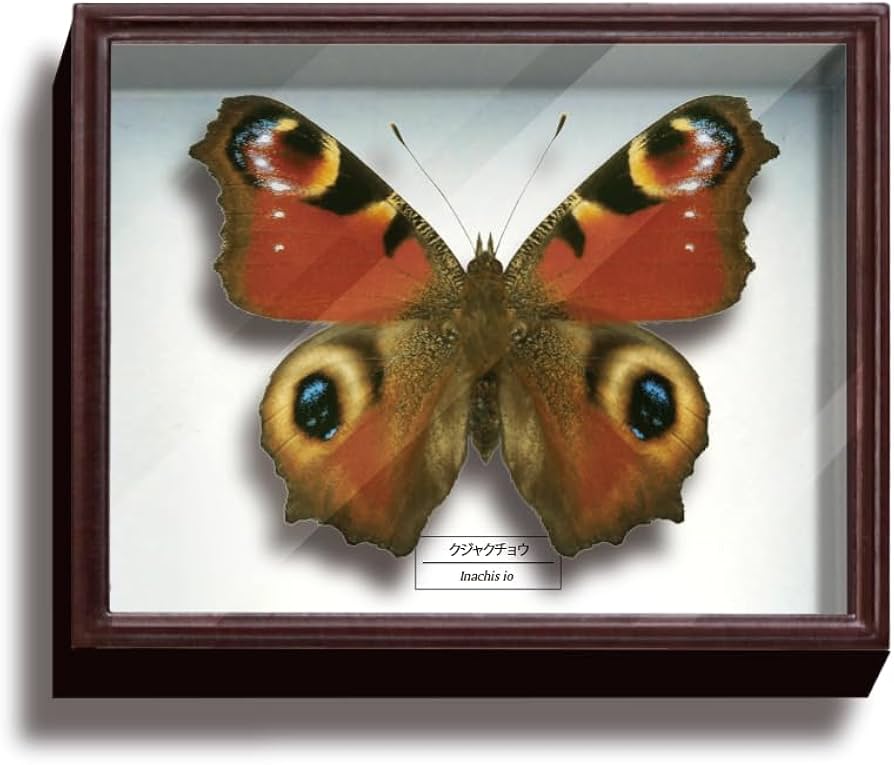 Amazon.co.jp: サイエンステクニカラー STC ドイツ箱マグネット