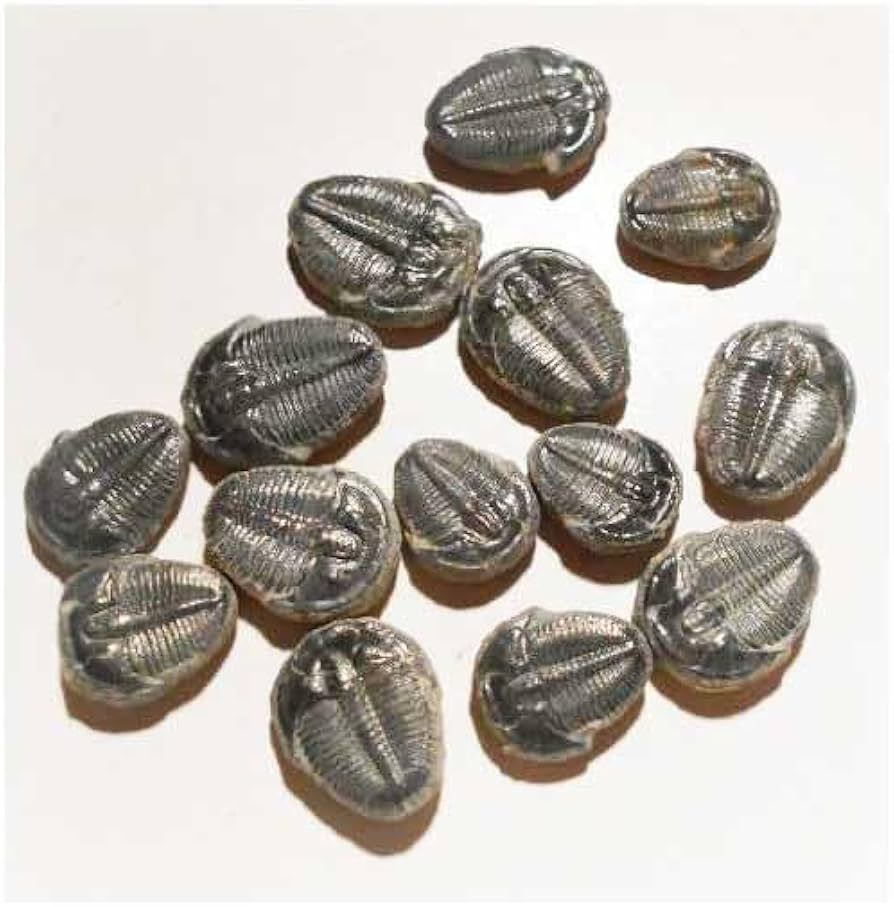 USA三葉虫エルドレドゲオスプ33mm