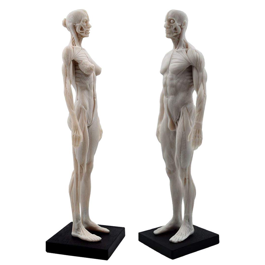 男性と女性 人体モデル 人体模型 1セット 約30cm 人体筋肉模型 樹脂