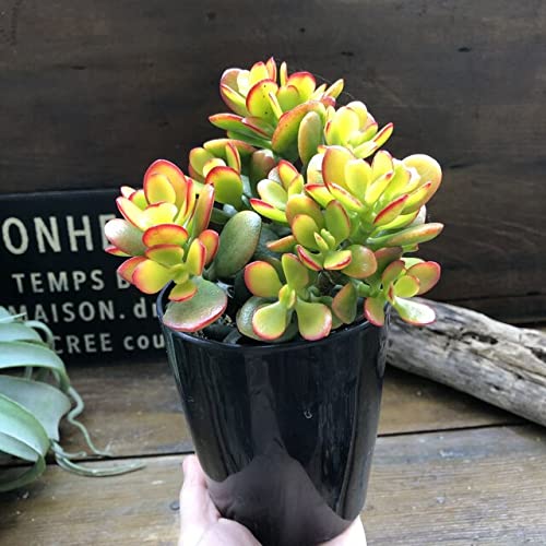 専用ページ購入不可 開運絵画 朱雀 金のなる木(黄金花月) 金運 大吉数