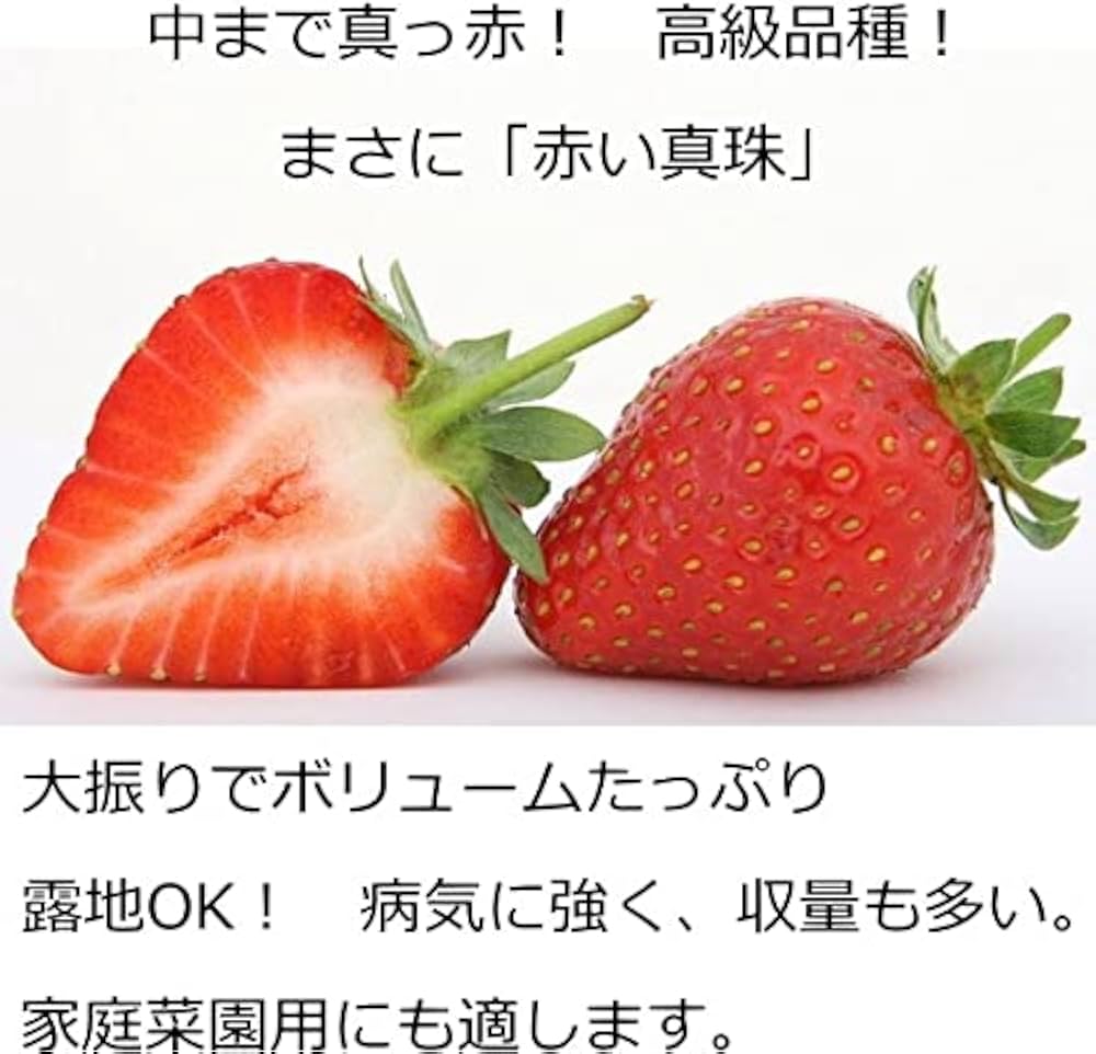 Amazon.co.jp: いちご レッドパール 10.5cmポット苗 イチゴ : DIY