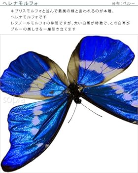 Amazon.co.jp: 蝶の標本 ヘレナモルフォ Morpho helena モルフォチョウ
