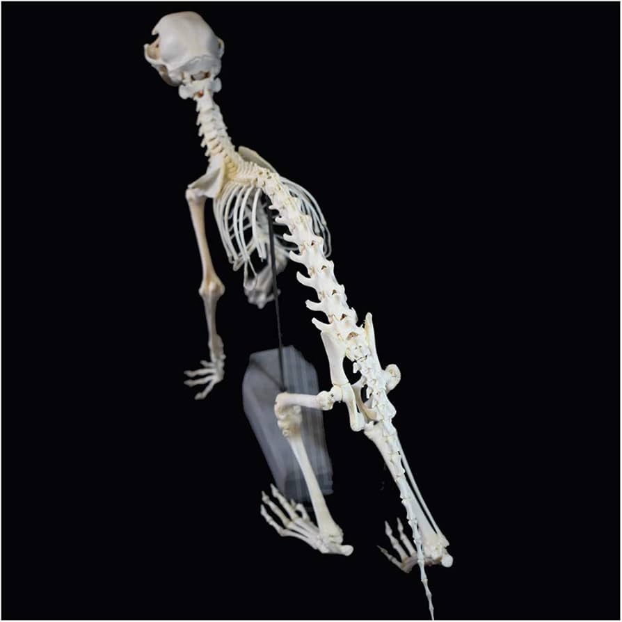 R*o様 猫全身骨格模型 解剖学標本 W47×L23×H32cm 猫全身骨格模型 解剖