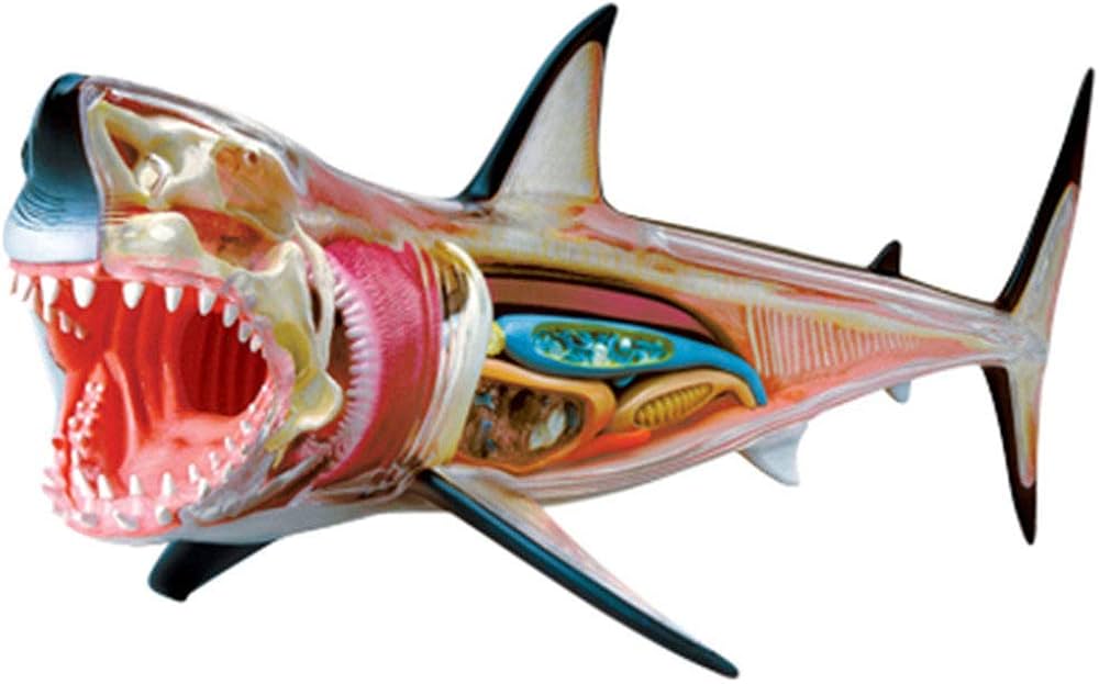 Amazon.co.jp: サメの視覚4D解剖モデルパズルアセンブリ動物医学生物学