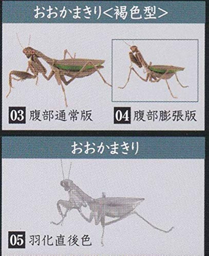 Amazon.co.jp: いきもの大図鑑 かまきり 褐色2種＋羽化型 3種set