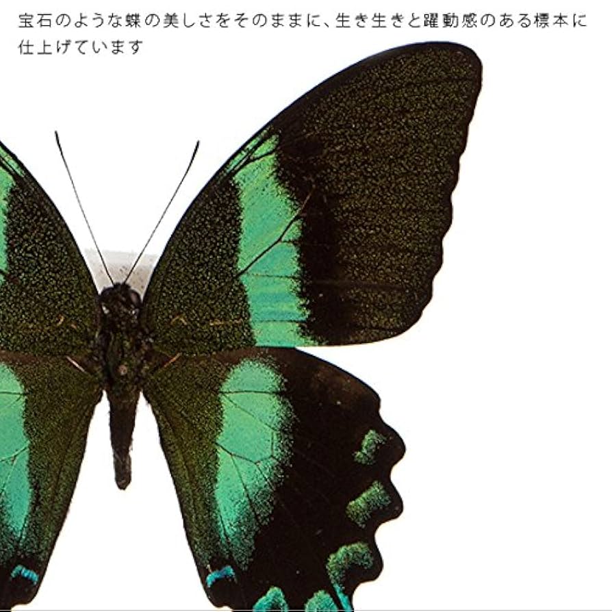 最高級 ミドリオナガタイマイ 標本 Papilio blumei 蔦屋 額入り蝶 ノミ