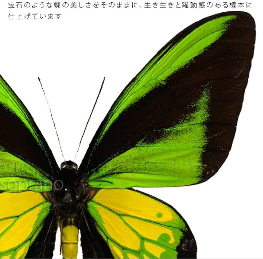 Amazon.co.jp: 蝶の標本 ゴライアストリバネアゲハ O.goliaths