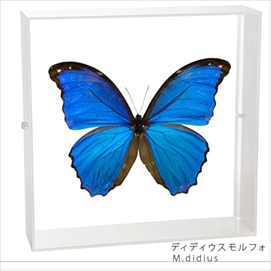 Amazon.co.jp: 蝶の標本 ディディウスモルフォ Morpho didius モルフォ