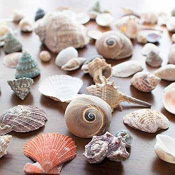 Amazon.co.jp: 天然 貝殻 セット 詰め合わせ ミックスシェル