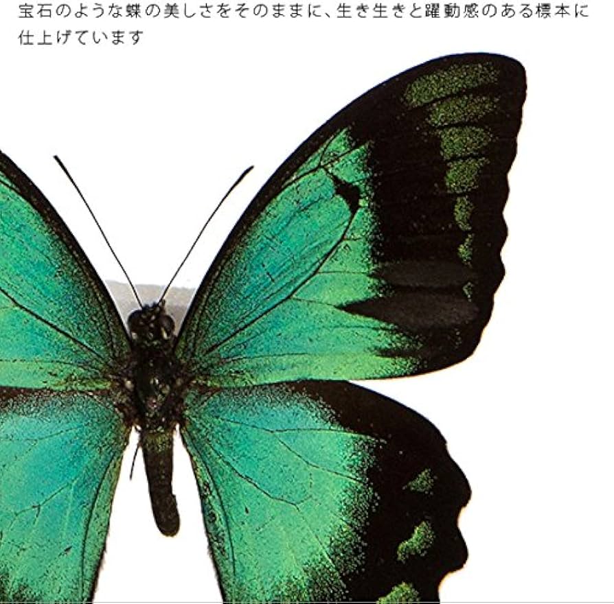 Amazon.co.jp: 蝶の標本 ヘリボシアオネアゲハ P.lorquinianus