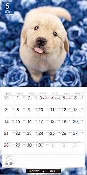 Amazon | インターズー・クリニッククラブ ゴールデン・レトリーバー