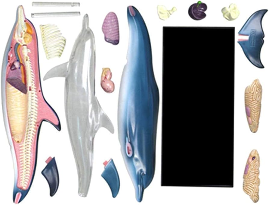 Amazon.co.jp: 解剖学モデル、組み立て教育モデル イルカの解剖学