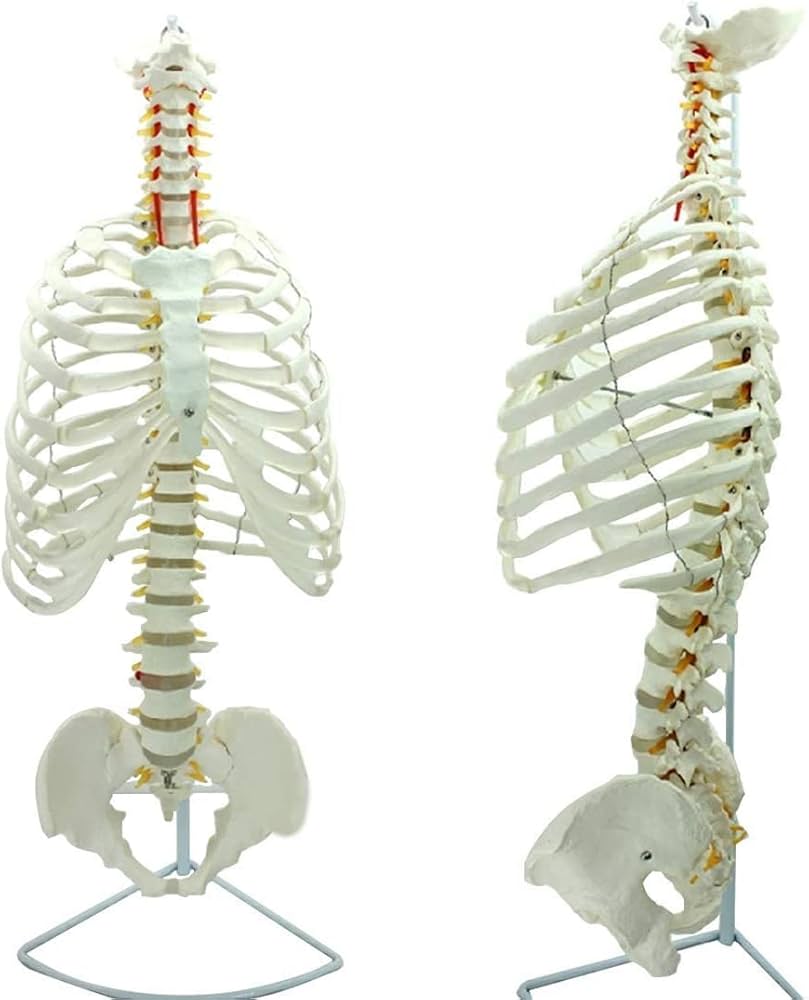 timiland 人体骨格模型 【サスペンションモデル 85cm スタンド付き