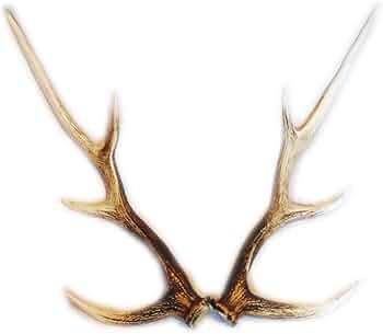 51FMzrcWdCL._AC_UF350,