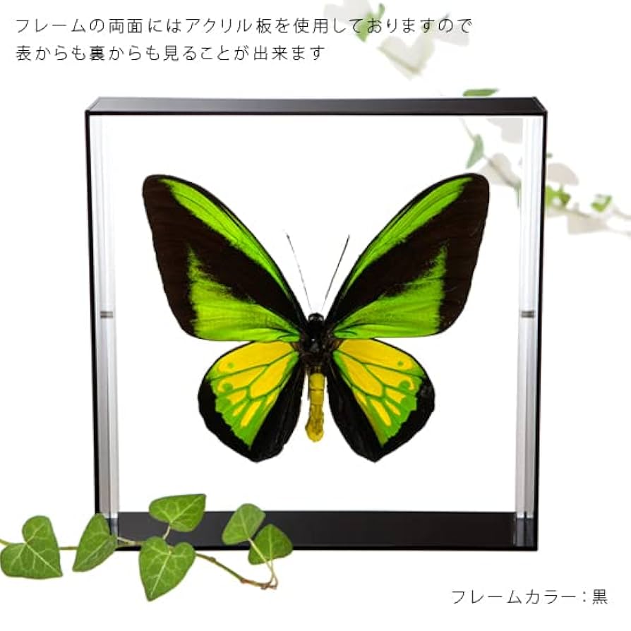 委託品】豪華絢爛‼️ゴライアストリバネアゲハ 蝶標本