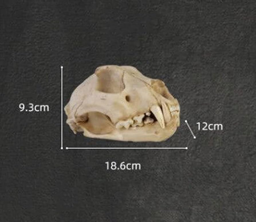アンテロープ 頭骨 標本 インテリア装飾 アンテロープ 頭骨 標本