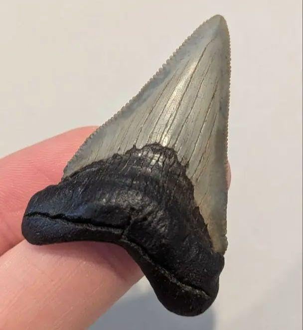 吉川晃司FC限定30周年マグカップセット 吉川晃司FC限定30周年