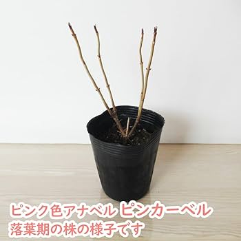Amazon.co.jp: 【 2026年開花予定株 】アナベル 苗 苗木