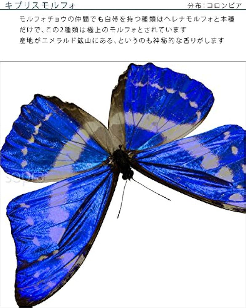 Amazon.co.jp: 蝶の標本 キプリスモルフォ Morpho cypris モルフォ