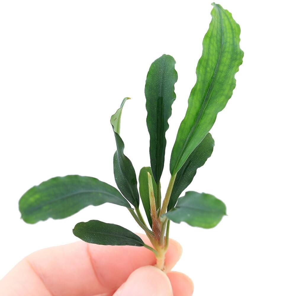 ブセファランドラ クダガン 大株 ブセファランドラsp クダガン特大株