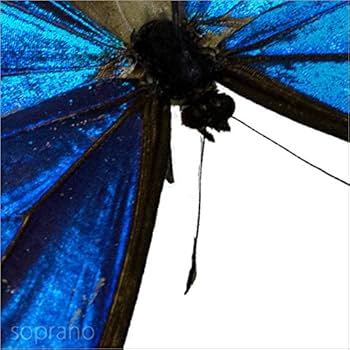 Amazon.co.jp: 蝶の標本 エガモルフォ Morpho aega モルフォチョウ