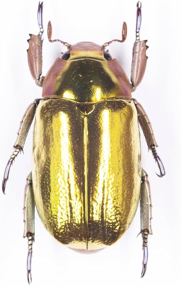 コスタリカ産 クリサルギレアプラチナコガネ Chrysina chrysargirea